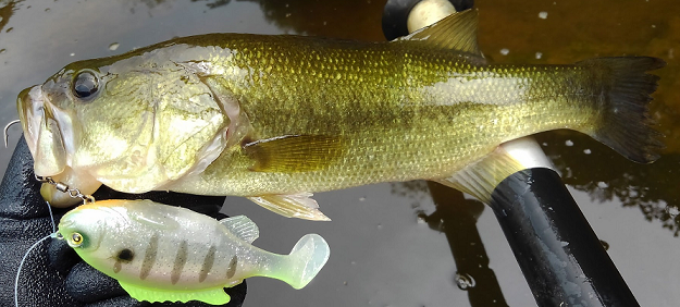 ルアーと魚のアップ写真