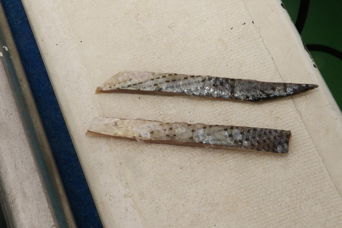 コノシロの短冊の写真