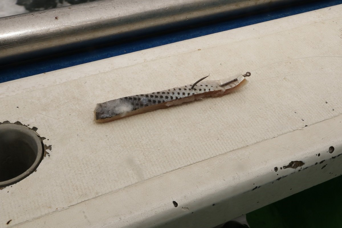 コノシロの短冊の写真