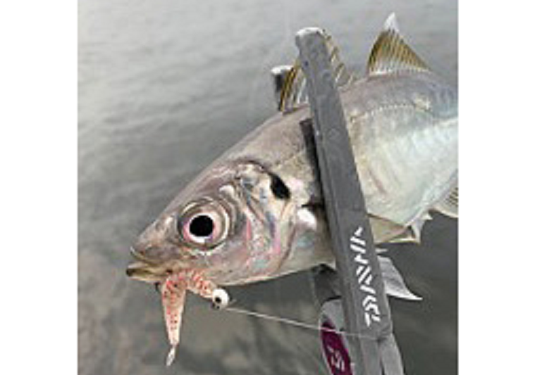 魚とワームのアップ写真