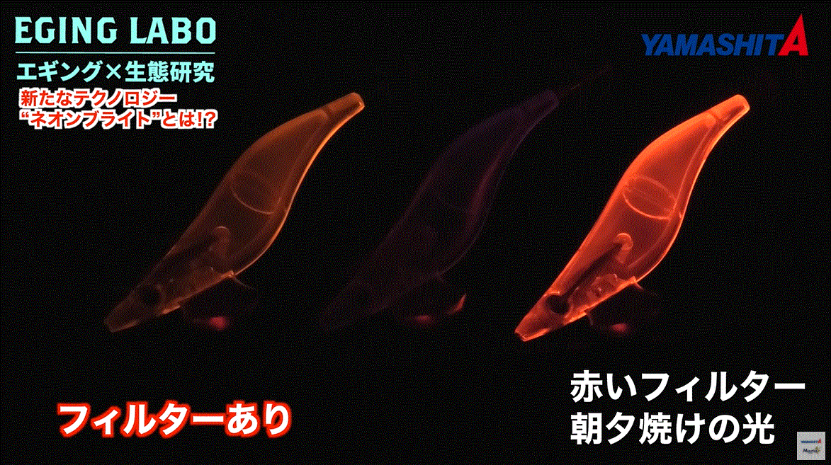 フィルター実験の写真