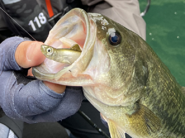 ルアーのアップ写真