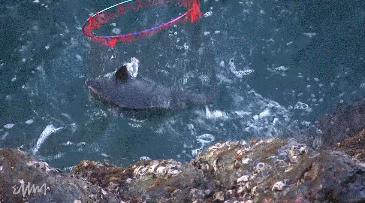 タモ入れの写真