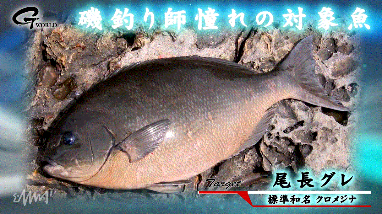 尾長グレの写真