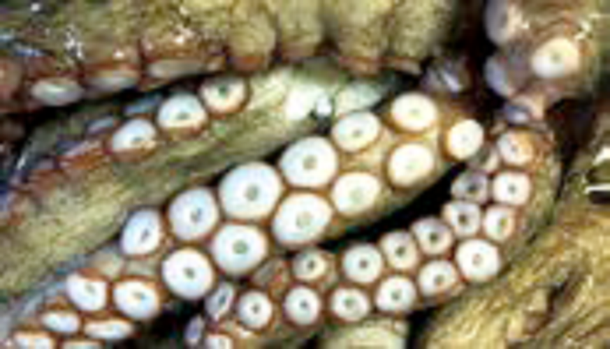 マダコの吸盤の写真