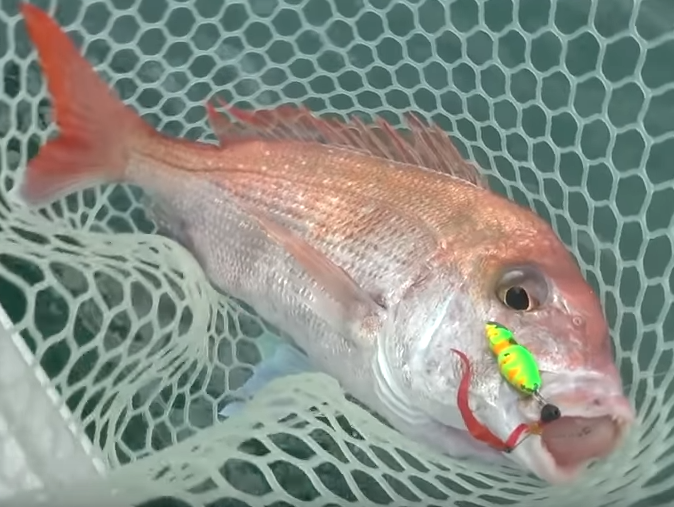 魚のアップ写真