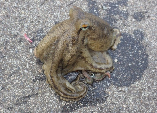 タコのアップ写真