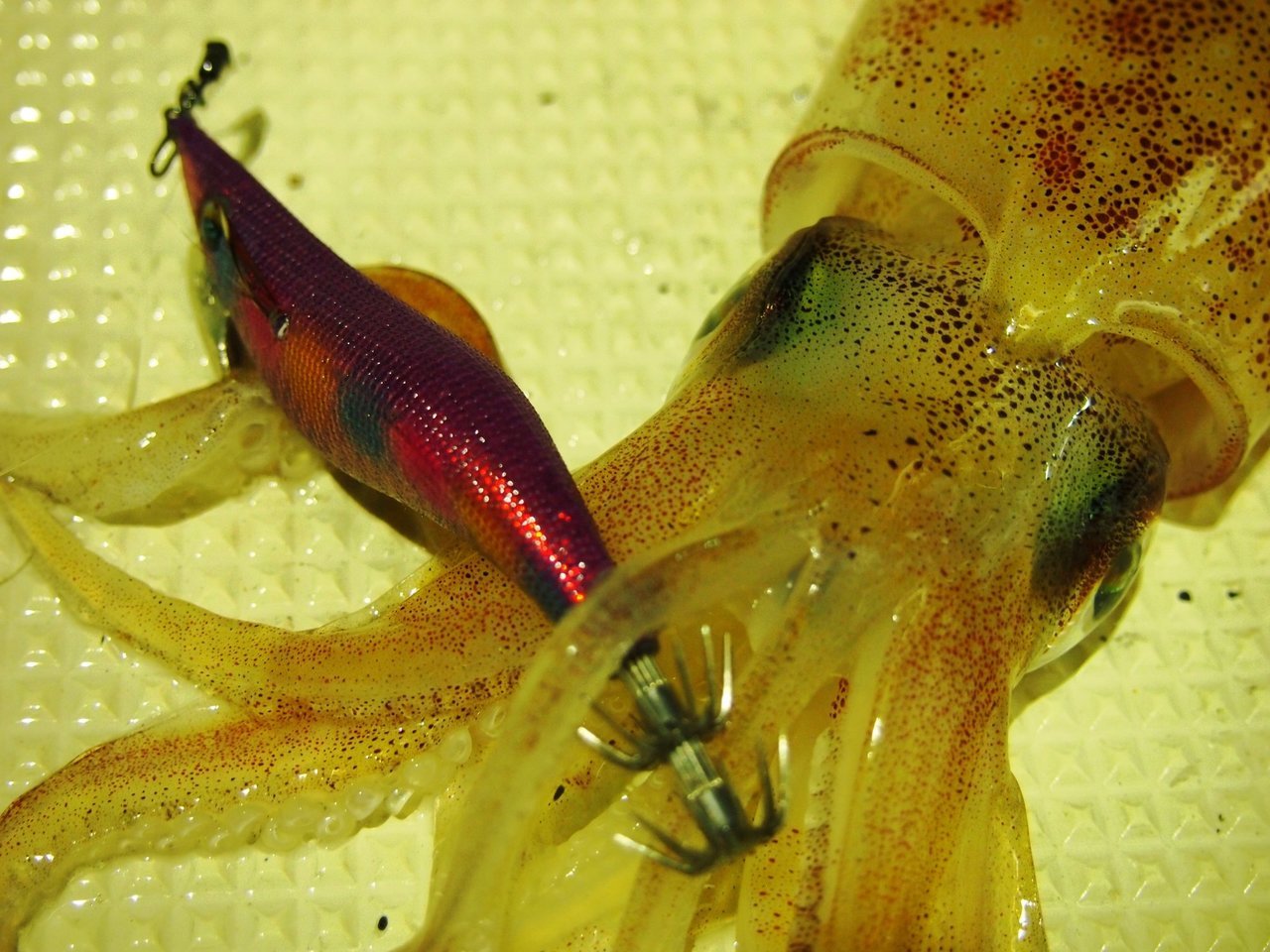 ケンサキイカの写真