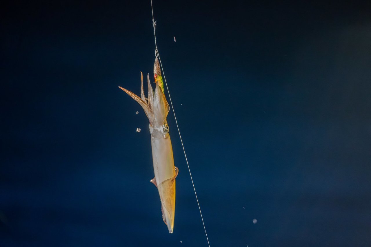 ケンサキイカ釣りの写真