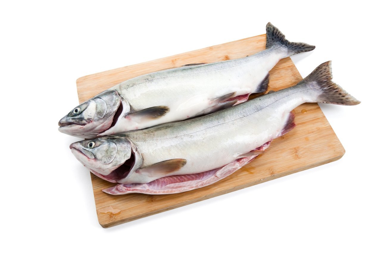 カラフトマスの写真