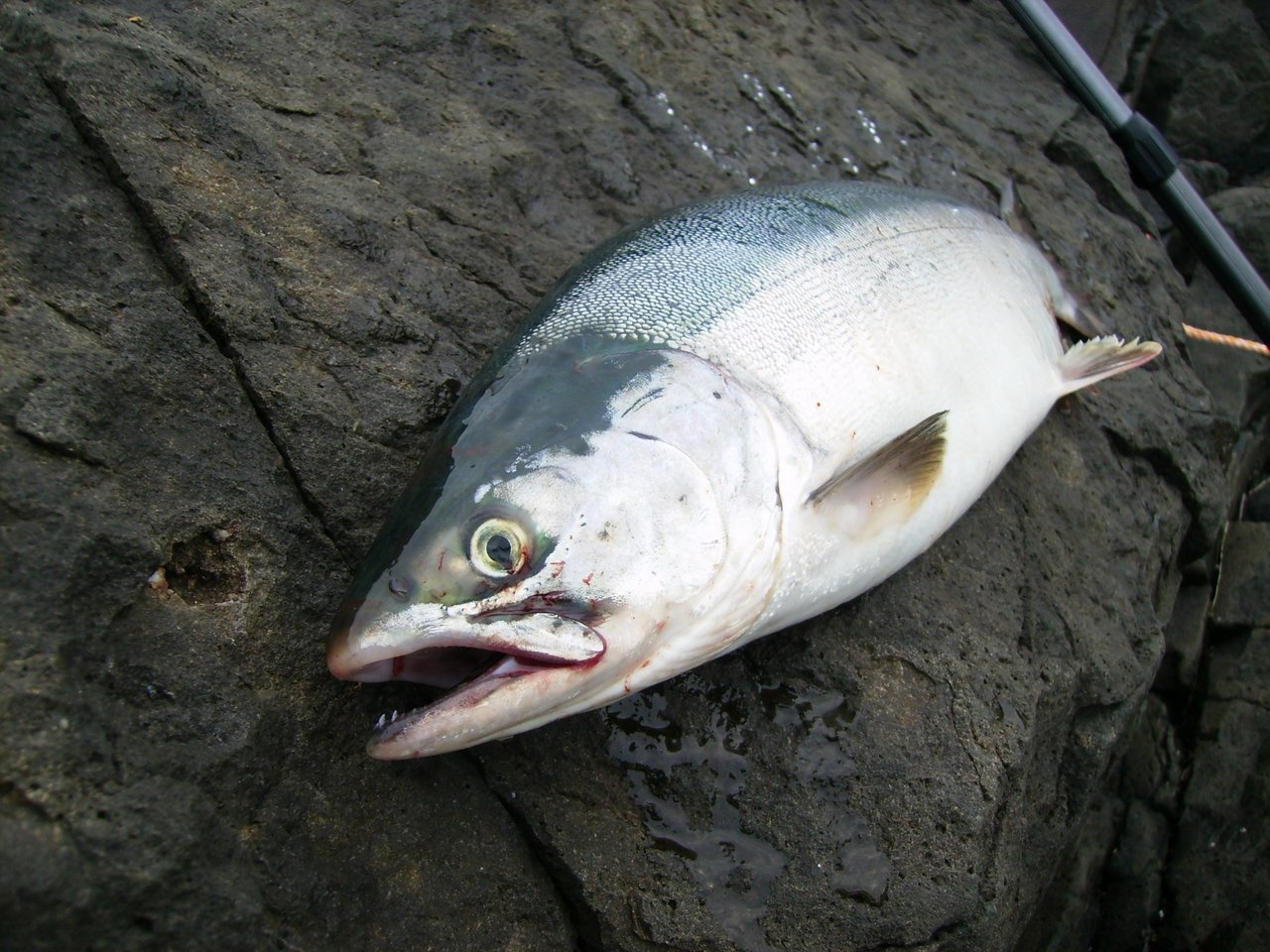 カラフトマスの写真