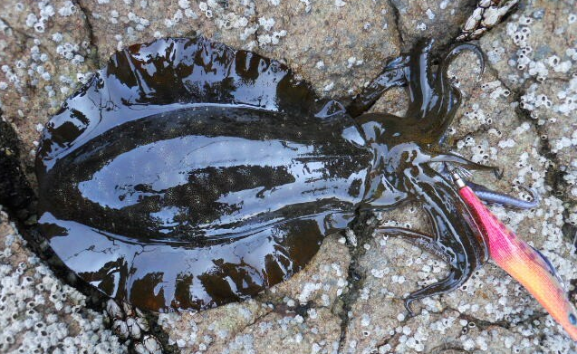 イカとエギのアップ写真