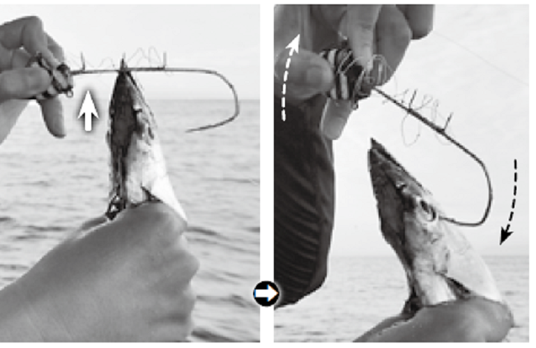 タチウオがテンヤのイワシを下から食った際、オモリがわずかに上へ動くだけでハリ掛かりする。つまり、合わせは小さくていい。