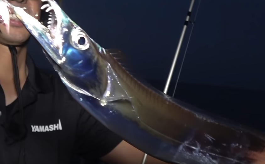 魚のアップ写真