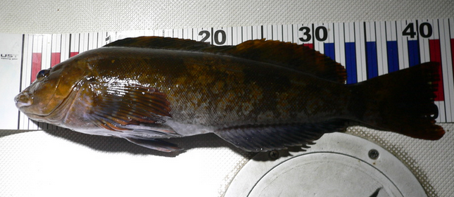 魚のアップ写真