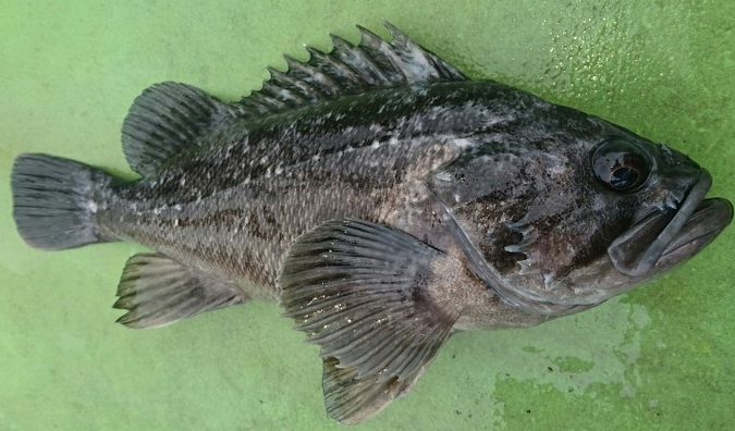 魚のアップ写真