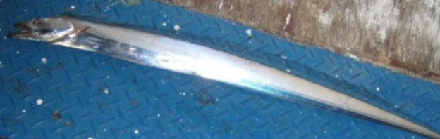 魚のアップ写真