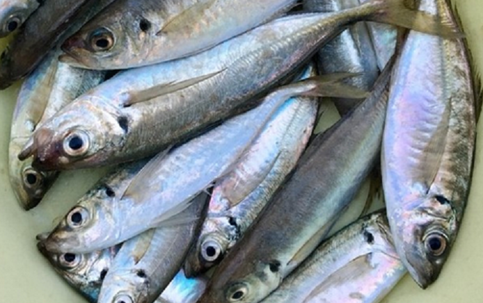 魚のアップ写真