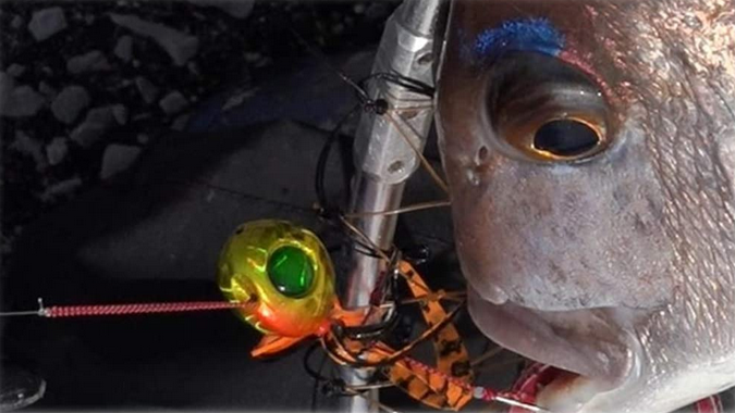 魚とタイラバのアップ写真