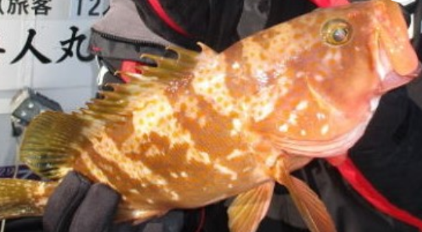 魚のアップ写真