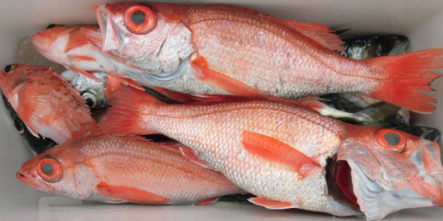 魚のアップ写真