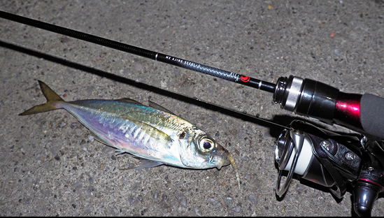 魚とロッドのアップ写真