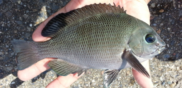 磯釣りターゲットのグレを釣りたい 堤防では釣れないの おすすめの釣り方特集