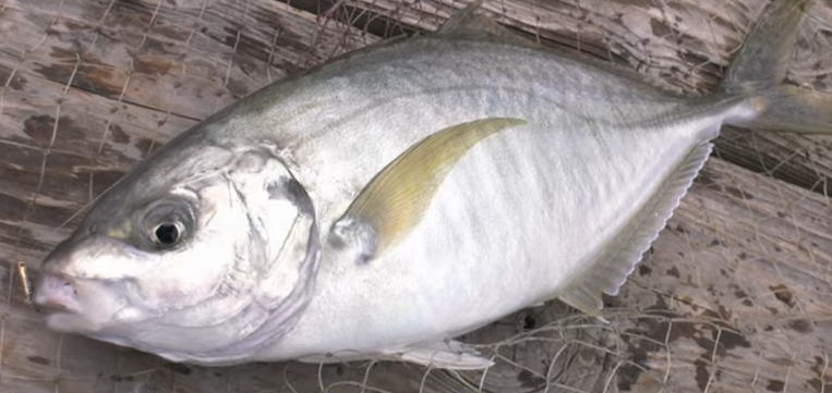 魚のアップ写真