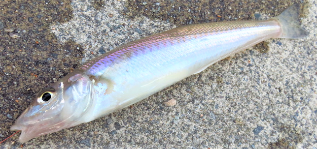 魚のアップ写真