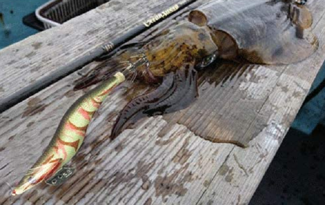 イカとエギのアップ写真