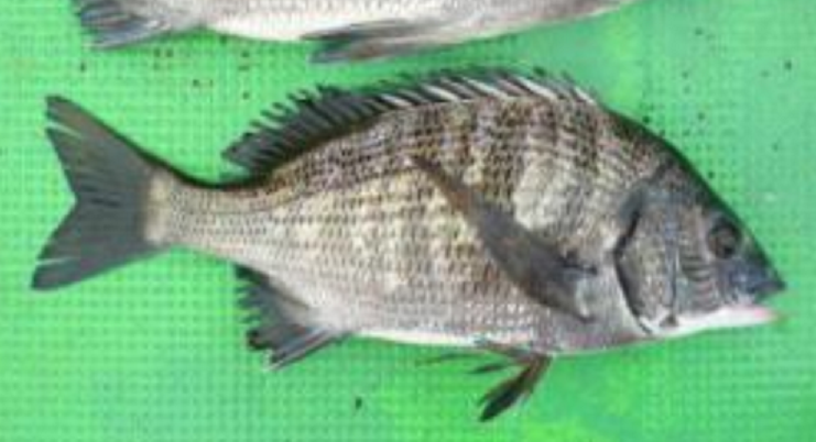 魚のアップ写真