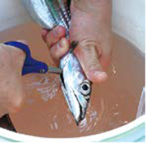 タチウオを血抜きしている画像