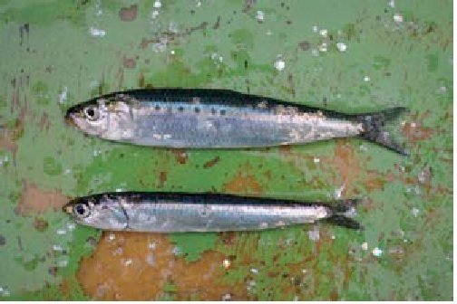 イワシエサの写真