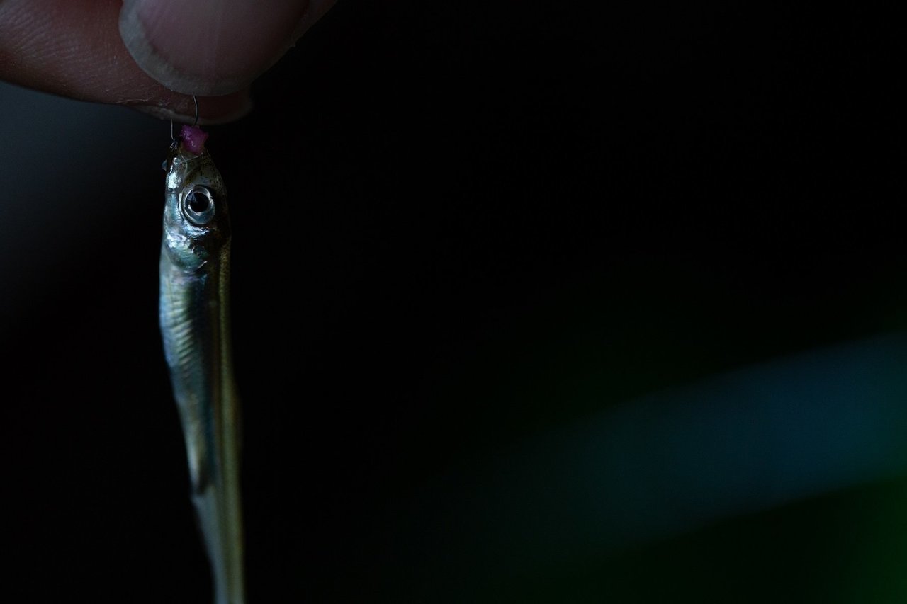 ワカサギと仕掛けの写真