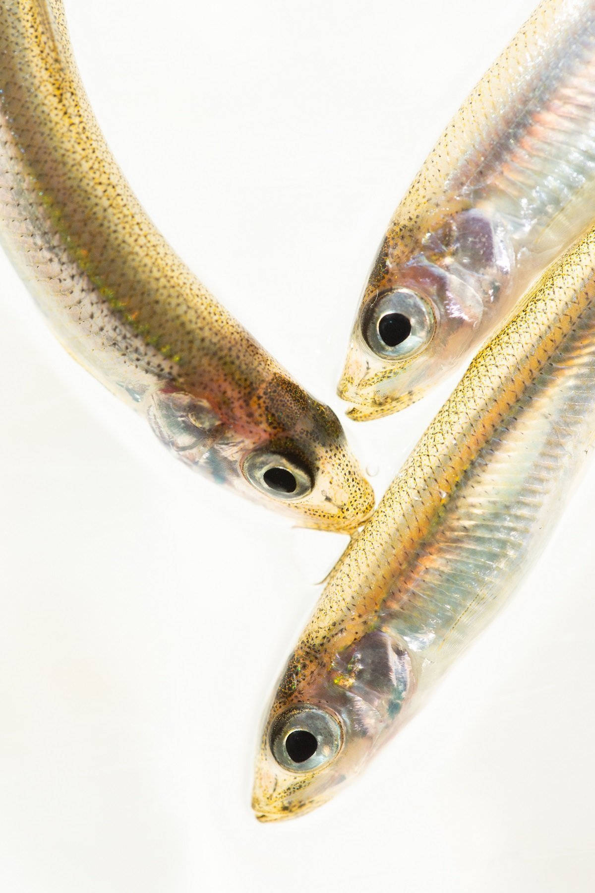 ワカサギの写真