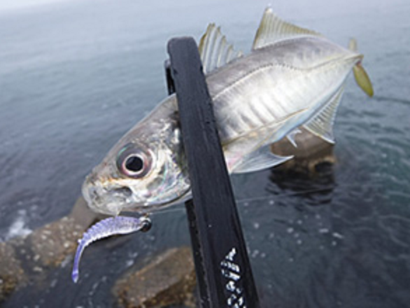 魚とワームのアップ写真