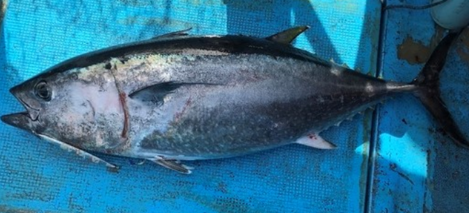 魚のアップ写真