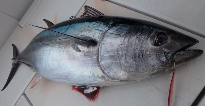 遊漁 釣り によるクロマグロの採捕が22年5月31日まで禁止決定 を分かりやすく解説
