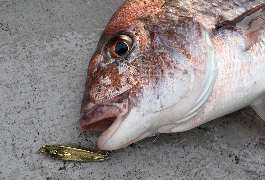 魚とジグのアップ写真