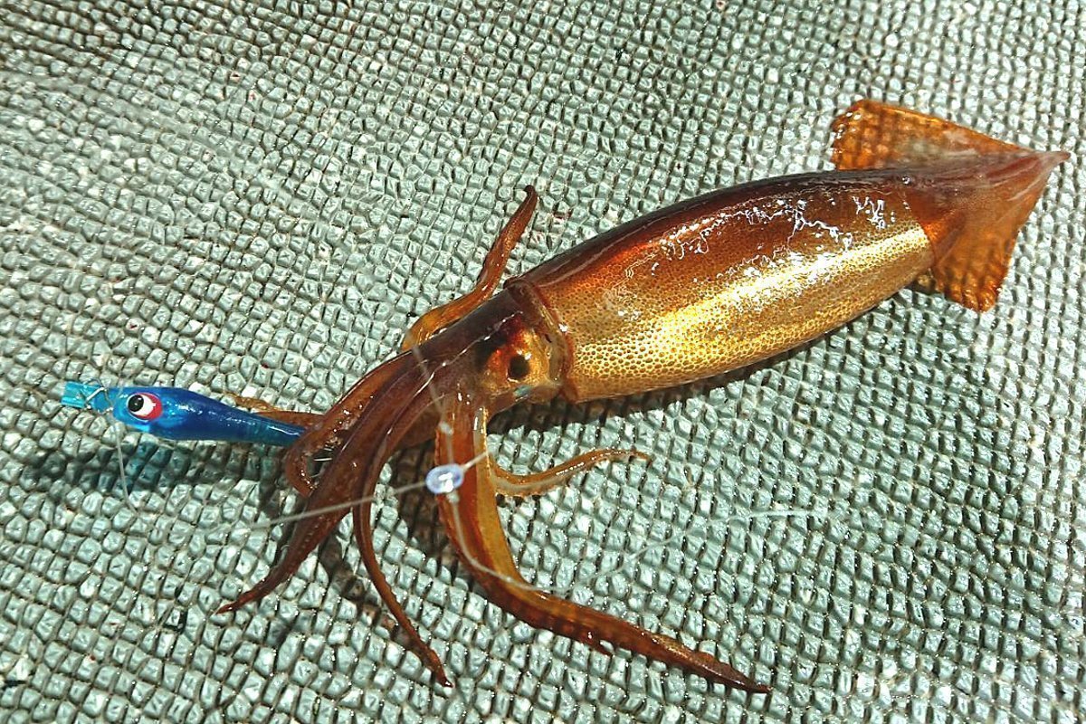 スッテとイカの写真