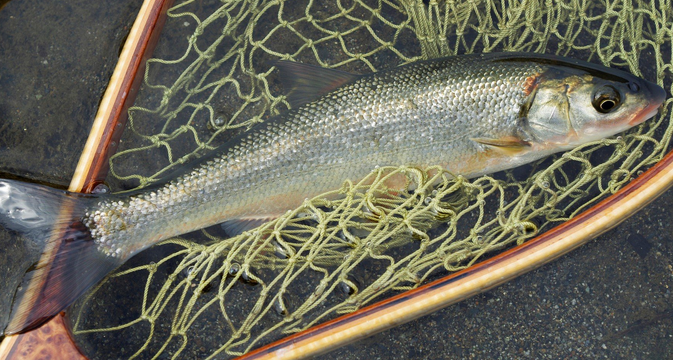 魚のアップ写真