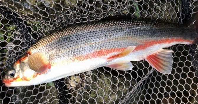 魚のアップ写真