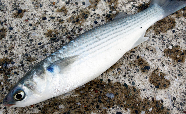 ボラの釣り方ってどうすればいいの ニオイが気になるけど意外と美味しい魚