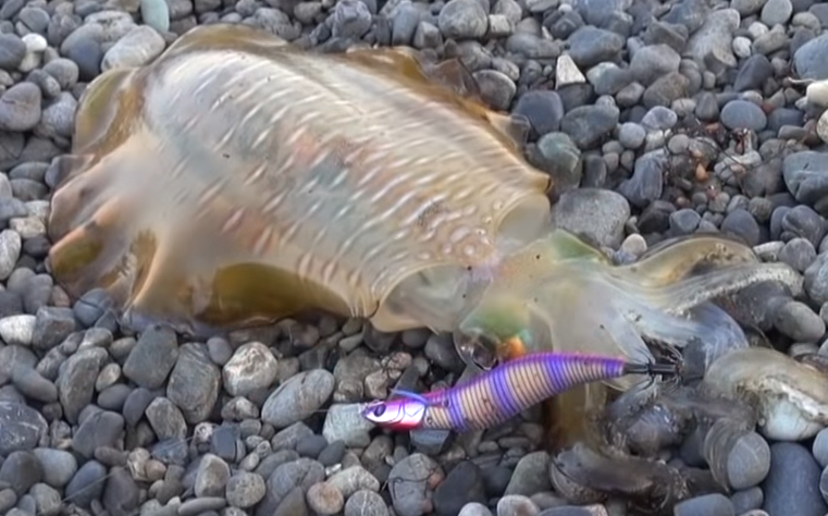 イカとエギのアップ写真