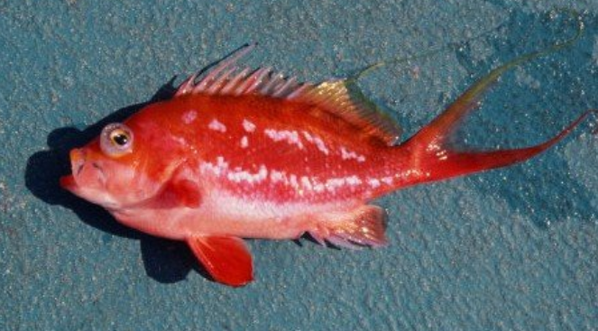 魚のアップ写真