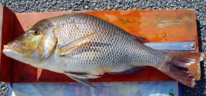 魚のアップ写真