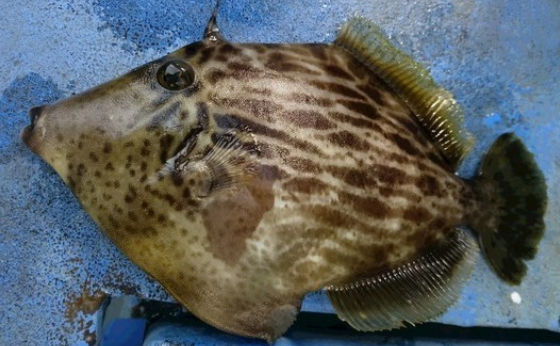 魚のアップ写真