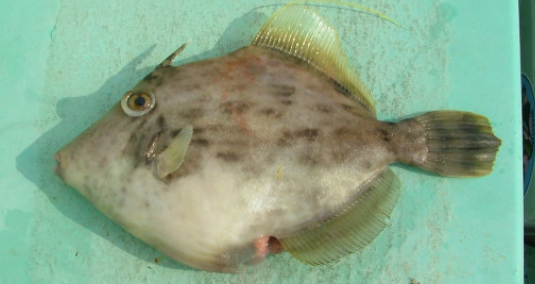 カワハギを釣って食べたい 特徴や釣り方を詳しくチェック