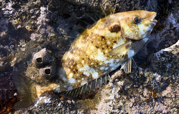 魚のアップ写真