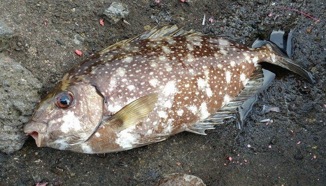 アイゴのトゲに注意 磯釣りで釣れる毒を持った魚の特徴や生態をチェック